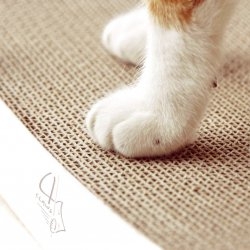 BASICS Collection Curve Scratching Pad