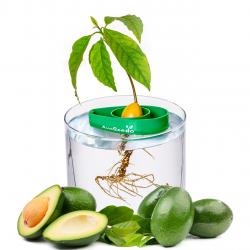 Grown Your Own Avocado Tree