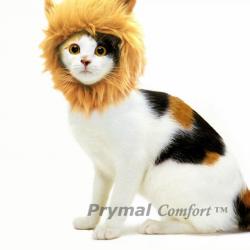 Turn Your Cat or Small Dog Into a Ferocious Lion King