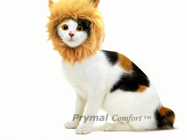 Turn Your Cat or Small Dog Into a Ferocious Lion King
