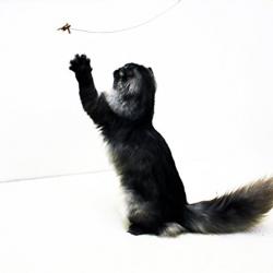 Cat Dancer 101 Cat Dancer Interactive Cat Toy