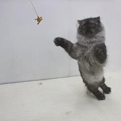 Cat Dancer 101 Cat Dancer Interactive Cat Toy