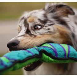 Invincibles Snake Stuffingless Durable Tough Plush
