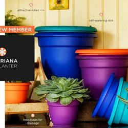 Bloem Ariana Self Watering Planter, 6", Calypso