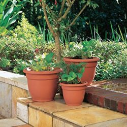 Bloem Ariana Self Watering Planter, 6", Calypso