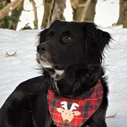 Tail Trends Christmas Dog Bandanas Rudolph Designer Appliques 100% Cotton (M)