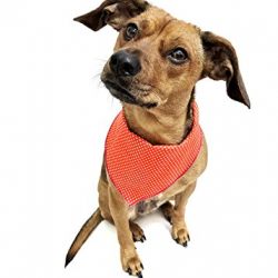 Tail Trends 4 Pack Pet Dog Bandanas Triangle Bib Scarf Assortment