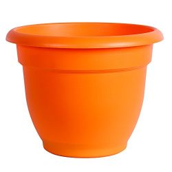 Bloem Ariana Self Watering Planter, 6", Tequila Sunrise