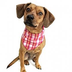 Tail Trends 4 Pack Pet Dog Bandanas Triangle Bib Scarf Assortment