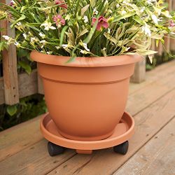Bloem Ariana Self Watering Planter, 6", Calypso