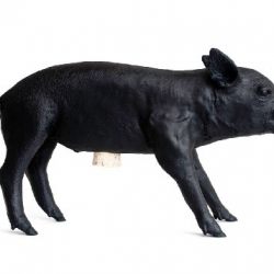 Areaware Bank in The Form of a Pig, Matte Black