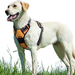 Walking Pet Harness with 2 Metal Ring and Handle