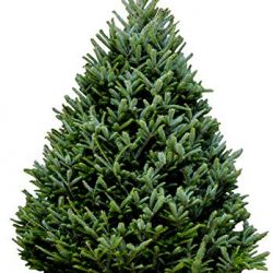 Hallmark Real Christmas Tree, Fraser Fir, 6 Foot To 7 Foot