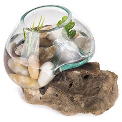 MyGift Small Natural Driftwood & Clear Molten Glass Bowl Plant Terrarium