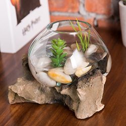 MyGift Small Natural Driftwood & Clear Molten Glass Bowl Plant Terrarium